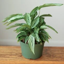 Calathea Elliptica 'Vittata' - Various Sizes -Ed's plant shop calathea elliptica vittata various sizes 380331