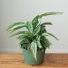 Calathea Elliptica 'Vittata' - Various Sizes -Ed's plant shop calathea elliptica vittata various sizes 706653
