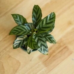 Calathea Leopardina - Concinna 'Freddie' -Ed's plant shop calathea leopardina concinna freddie various sizes 431664