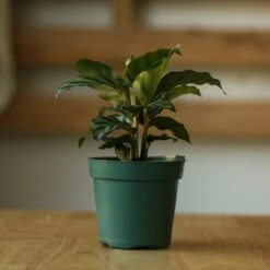 Calathea Leopardina - Concinna 'Freddie' -Ed's plant shop calathea leopardina concinna freddie various sizes 657832