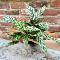 Calathea Leopardina - Concinna 'Freddie' -Ed's plant shop calathea leopardina concinna freddie various sizes 878278