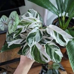 Calathea Lietzei 'White Fusion' - White Fusion Calathea - Various Sizes -Ed's plant shop calathea lietzei white fusion white fusion calathea 4 inch 310072