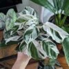 Calathea Lietzei 'White Fusion' - White Fusion Calathea - Various Sizes -Ed's plant shop calathea lietzei white fusion white fusion calathea 4 inch 502364