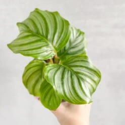 Calathea Orbifolia - Round Leaf Prayer Plant - Various Sizes -Ed's plant shop calathea orbifolia round leaf prayer plant various sizes 242559