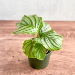 Calathea Orbifolia - Round Leaf Prayer Plant - Various Sizes -Ed's plant shop calathea orbifolia round leaf prayer plant various sizes 888110