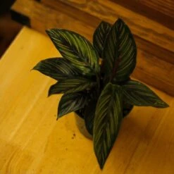 Calathea Ornata 'Beauty Star' 18 Calathea Ornata 'Beauty Star' -Ed's plant shop calathea ornata beauty star 4 inch 151629