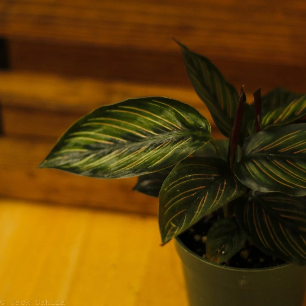 Calathea Ornata 'Beauty Star' 11 Calathea Ornata 'Beauty Star' - Image 9