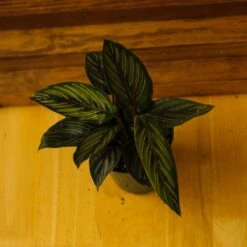 Calathea Ornata 'Beauty Star' 19 Calathea Ornata 'Beauty Star' -Ed's plant shop calathea ornata beauty star 4 inch 312036
