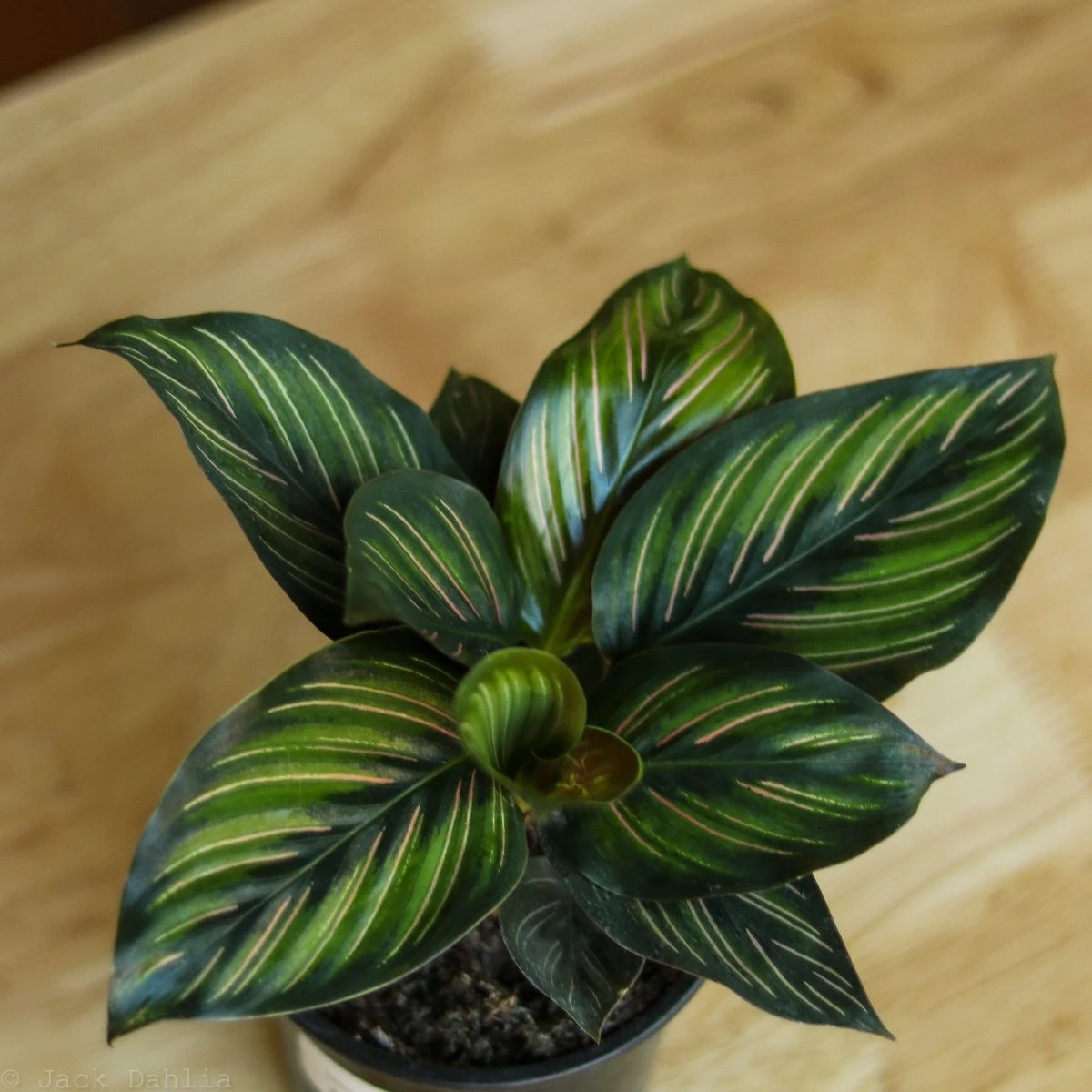 Calathea Ornata 'Beauty Star' 8 Calathea Ornata 'Beauty Star' - Image 6