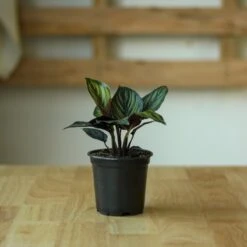 Calathea Ornata 'Beauty Star' 14 Calathea Ornata 'Beauty Star' -Ed's plant shop calathea ornata beauty star 4 inch 453381