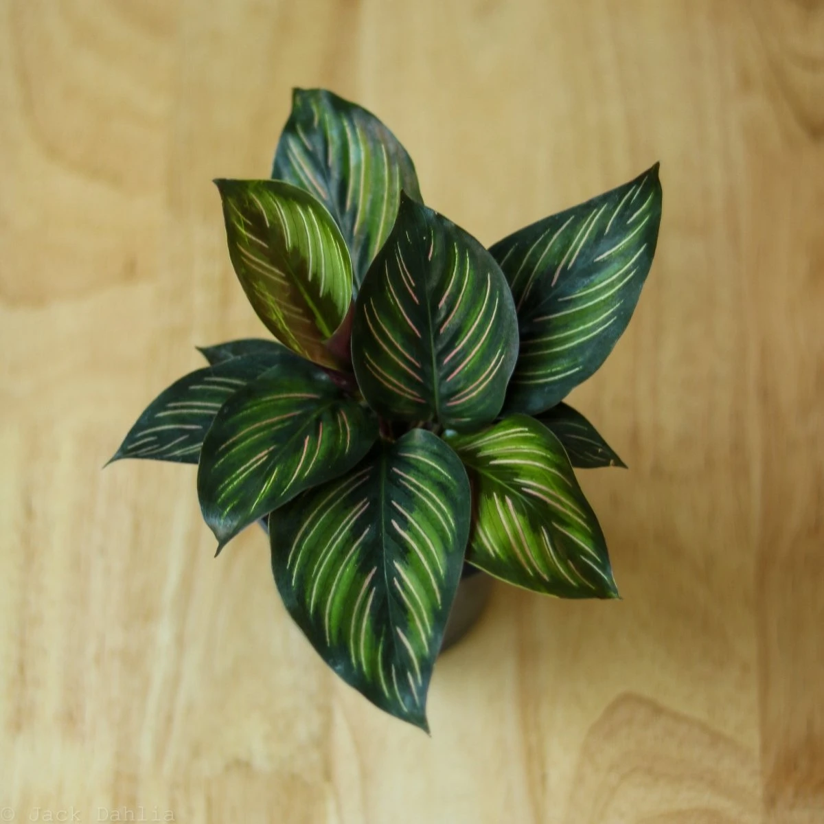 Calathea Ornata 'Beauty Star' 7 Calathea Ornata 'Beauty Star' - Image 5