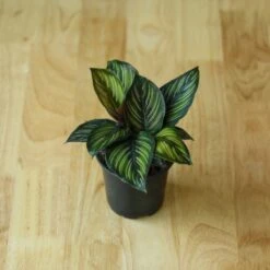 Calathea Ornata 'Beauty Star' 15 Calathea Ornata 'Beauty Star' -Ed's plant shop calathea ornata beauty star 4 inch 584179