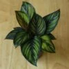 Calathea Ornata 'Beauty Star' -Ed's plant shop calathea ornata beauty star 4 inch 944120