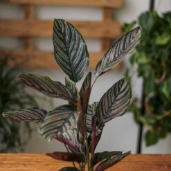 Calathea Ornata 'Pinstripe' Prayer Plant -Ed's plant shop calathea ornata pinstripe prayer plant various sizes 458388