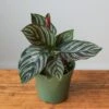 Calathea Ornata 'Pinstripe' Prayer Plant 2 Calathea Ornata 'Pinstripe' Prayer Plant -Ed's plant shop calathea ornata pinstripe prayer plant various sizes 588231