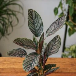 Calathea Ornata 'Pinstripe' Prayer Plant -Ed's plant shop calathea ornata pinstripe prayer plant various sizes 711544