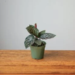 Calathea Ornata 'Pinstripe' Prayer Plant -Ed's plant shop calathea ornata pinstripe prayer plant various sizes 757964