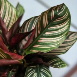 Calathea Ornata 'Pinstripe' Prayer Plant -Ed's plant shop calathea ornata pinstripe prayer plant various sizes 992397