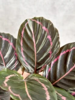 Calathea Roseopicta 'Dottie' - Drama Queen -Ed's plant shop calathea roseopicta dottie drama queen various sizes 142128