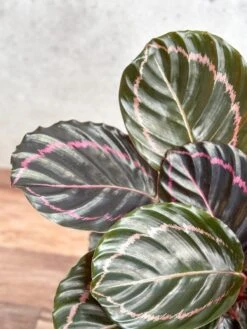 Calathea Roseopicta 'Dottie' - Drama Queen -Ed's plant shop calathea roseopicta dottie drama queen various sizes 460386