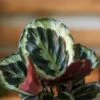 Calathea Roseopicta 'Medallion’ -Ed's plant shop calathea roseopicta medallion 543012
