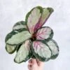 Calathea 'Rosy' - Rosy Calathea -Ed's plant shop calathea rosy rosy calathea various sizes 363374