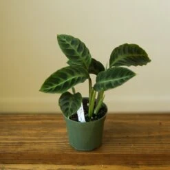Calathea Warscewiczii Tigrina 'Jungle Velvet' -Ed's plant shop calathea warscewiczii tigrina jungle velvet 513105