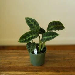 Calathea Warscewiczii Tigrina 'Jungle Velvet' -Ed's plant shop calathea warscewiczii tigrina jungle velvet 672719
