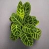 Calathea Zebrina 'Zebra Plant' 1 Calathea Zebrina 'Zebra Plant' -Ed's plant shop calathea zebrina zebra plant 901549