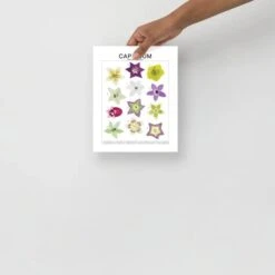 Capsicum (Pepper) Species ID Chart - Botanical Art Print 8x10 -Ed's plant shop capsicum pepper species id chart botanical art print 8x10 273939