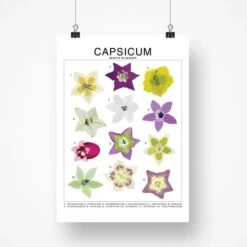 Capsicum (Pepper) Species ID Chart - Botanical Art Print 8x10 -Ed's plant shop capsicum pepper species id chart botanical art print 8x10 793215
