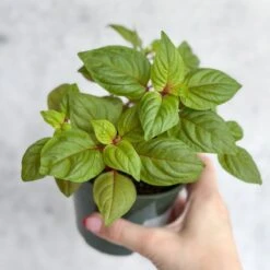 Celosia Argenta - New Look Celosia -Ed's plant shop celosia argenta new look celosia 801010