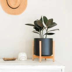 Ceramic Cylinder Planter By Solid Goods With Optional Mahogany Stand 31 Ceramic Cylinder Planter By Solid Goods With Optional Mahogany Stand -Ed's plant shop ceramic cylinder planter by solid goods with optional mahogany stand 1872922