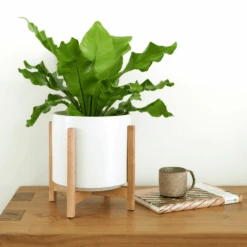 Ceramic Cylinder Planter By Solid Goods With Optional Mahogany Stand 33 Ceramic Cylinder Planter By Solid Goods With Optional Mahogany Stand -Ed's plant shop ceramic cylinder planter by solid goods with optional mahogany stand 3652419