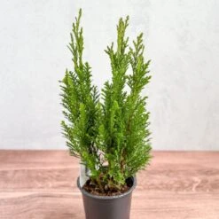 False Cypress ‘Ellwoodii’ – Compact Lawson Cypress, Mini Christmas Tree Plant -Ed's plant shop chamaecyparis lawsoniana ellwoodii false cypress various sizes 122908