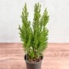 False Cypress ‘Ellwoodii’ – Compact Lawson Cypress, Mini Christmas Tree Plant 2 False Cypress ‘Ellwoodii’ – Compact Lawson Cypress, Mini Christmas Tree Plant -Ed's plant shop chamaecyparis lawsoniana ellwoodii false cypress various sizes 200832