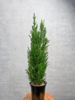 False Cypress ‘Ellwoodii’ – Compact Lawson Cypress, Mini Christmas Tree Plant -Ed's plant shop chamaecyparis lawsoniana ellwoodii false cypress various sizes 475297