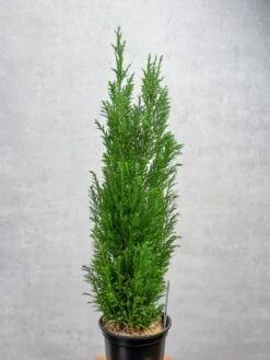 False Cypress ‘Ellwoodii’ – Compact Lawson Cypress, Mini Christmas Tree Plant -Ed's plant shop chamaecyparis lawsoniana ellwoodii false cypress various sizes 555538