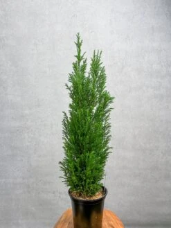 False Cypress ‘Ellwoodii’ – Compact Lawson Cypress, Mini Christmas Tree Plant -Ed's plant shop chamaecyparis lawsoniana ellwoodii false cypress various sizes 773442