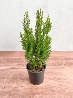 False Cypress ‘Ellwoodii’ – Compact Lawson Cypress, Mini Christmas Tree Plant -Ed's plant shop chamaecyparis lawsoniana ellwoodii false cypress various sizes 872593
