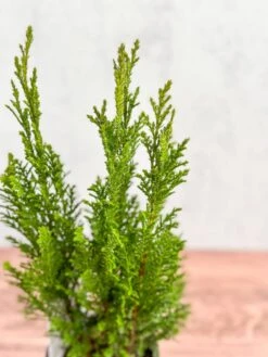 False Cypress ‘Ellwoodii’ – Compact Lawson Cypress, Mini Christmas Tree Plant -Ed's plant shop chamaecyparis lawsoniana ellwoodii false cypress various sizes 971182