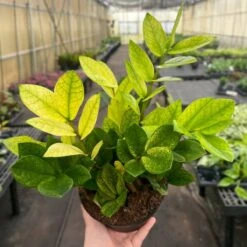 Chameleon ZZ Plant – Variegated Zamioculcas -Ed's plant shop chameleon zz plant variegated zamioculcas 353754