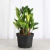 Chameleon ZZ Plant – Variegated Zamioculcas 2 Chameleon ZZ Plant – Variegated Zamioculcas -Ed's plant shop chameleon zz plant variegated zamioculcas 508369