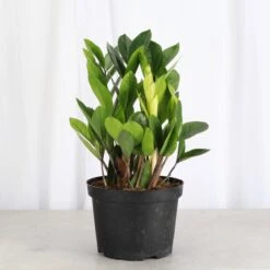 Chameleon ZZ Plant – Variegated Zamioculcas