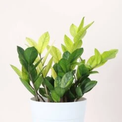 Chameleon ZZ Plant – Variegated Zamioculcas -Ed's plant shop chameleon zz plant variegated zamioculcas 525416