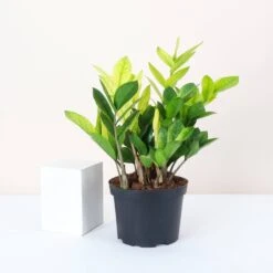 Chameleon ZZ Plant – Variegated Zamioculcas -Ed's plant shop chameleon zz plant variegated zamioculcas 530601