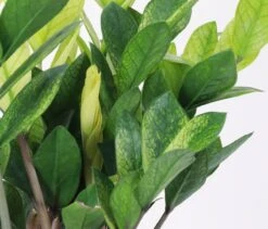 Chameleon ZZ Plant – Variegated Zamioculcas -Ed's plant shop chameleon zz plant variegated zamioculcas 785778