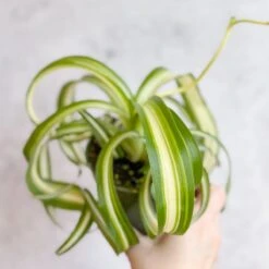 Chlorophytum Comosum 'Bonnie' - Bonnie Spider Plant -Ed's plant shop chlorophytum comosum bonnie bonnie spider plant various sizes 958790