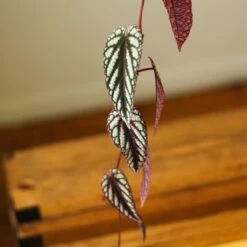 Cissus Discolor ‘Rex Begonia Vine’ -Ed's plant shop cissus discolor rex begonia vine 546018