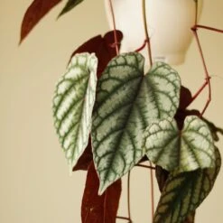 Cissus Discolor ‘Rex Begonia Vine’ -Ed's plant shop cissus discolor rex begonia vine 622070
